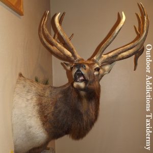 photo of elk