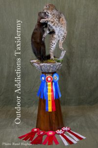 photo of small mammals