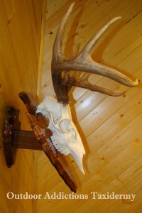 photo of skull & antler