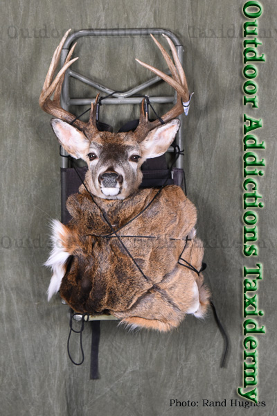 picture of deer mount