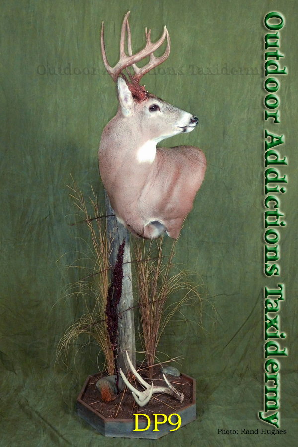 Outdoor Addictions Taxidermy