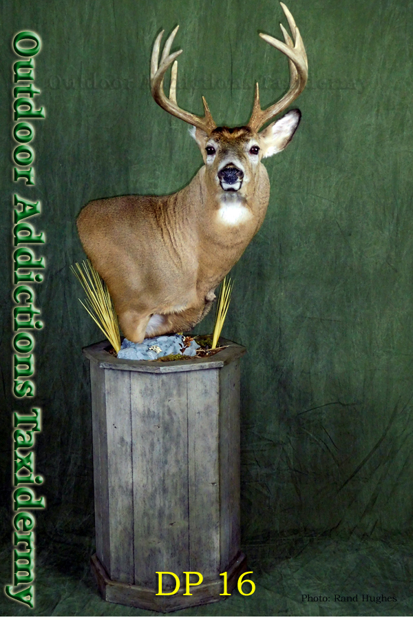 Outdoor Addictions Taxidermy