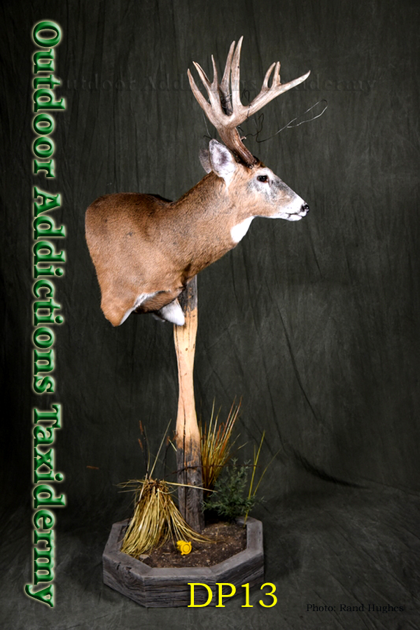 Outdoor Addictions Taxidermy
