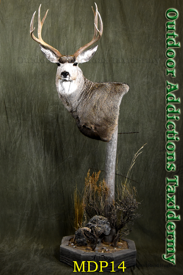 Outdoor Addictions Taxidermy