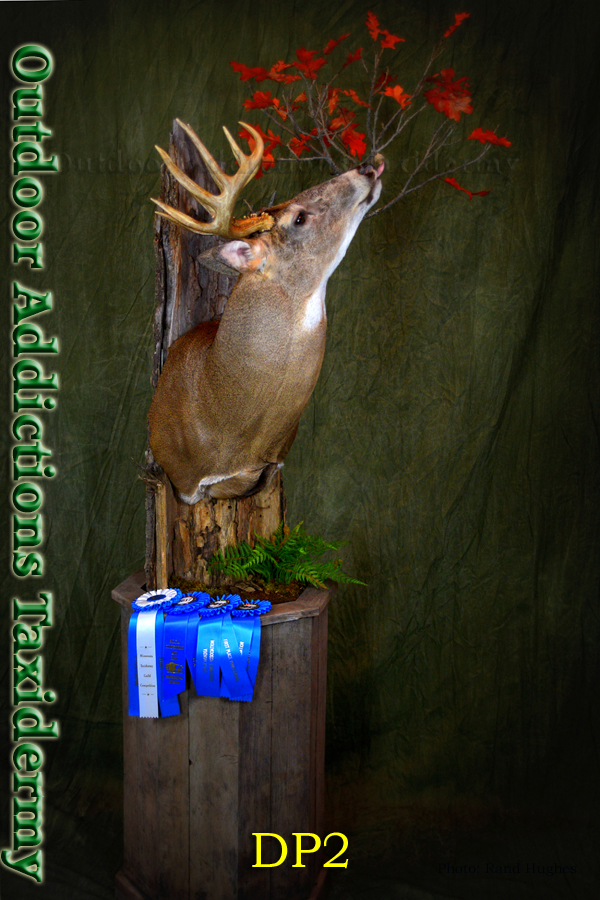 Outdoor Addictions Taxidermy