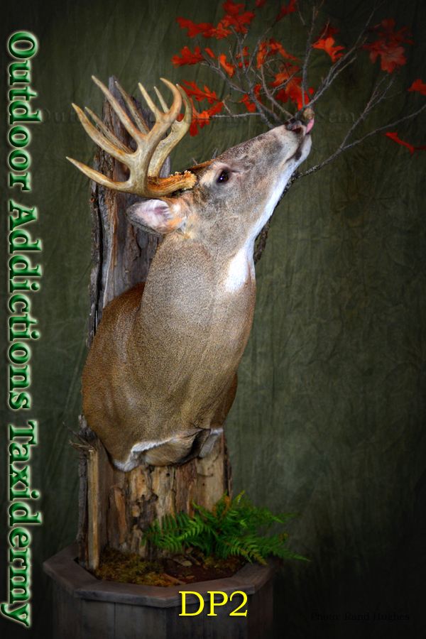 Outdoor Addictions Taxidermy