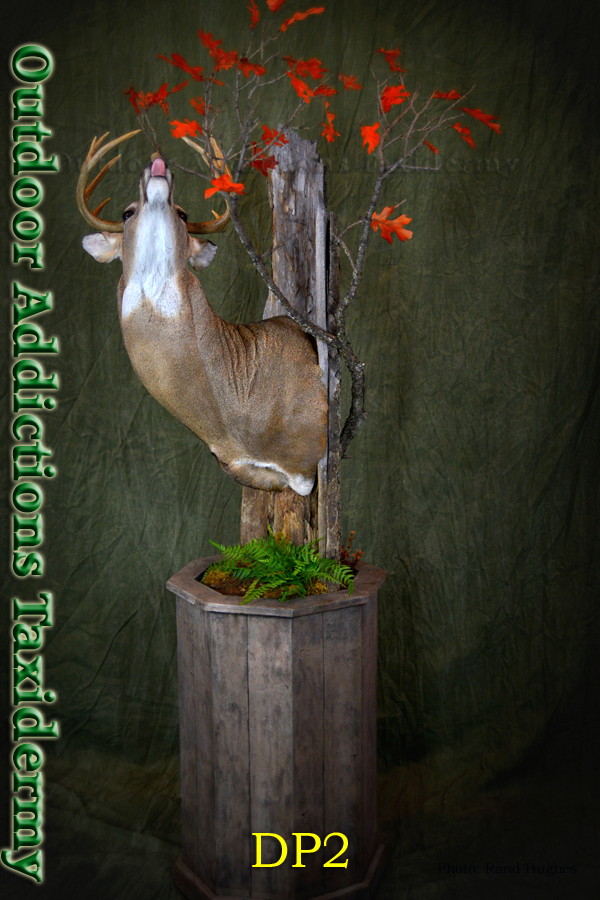 Outdoor Addictions Taxidermy