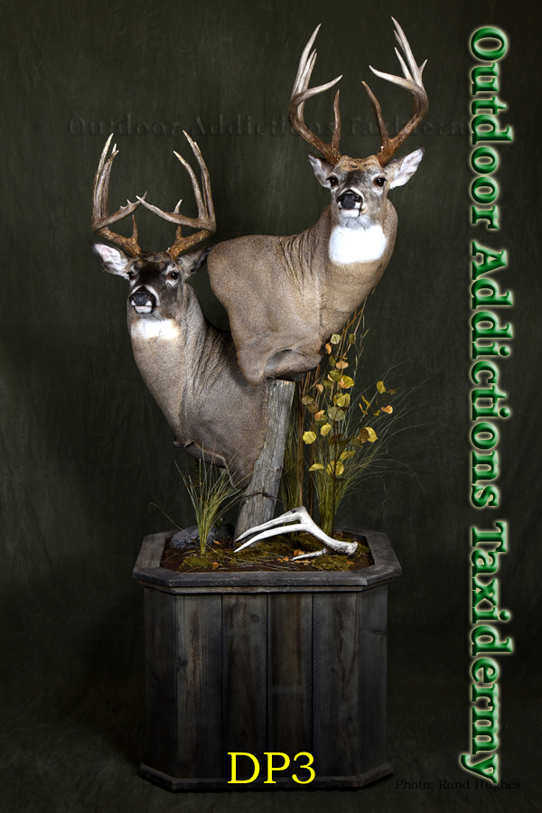 Outdoor Addictions Taxidermy