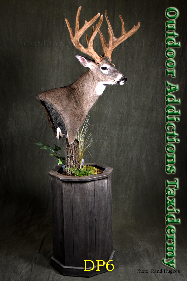Outdoor Addictions Taxidermy