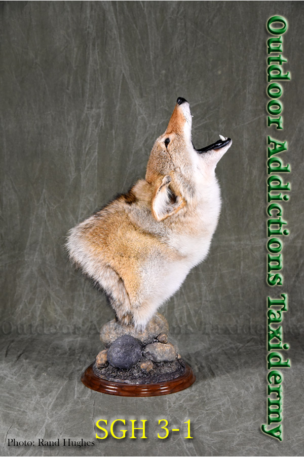 Howling coyote wall pedestal - Wildlife Addictions Taxidermy